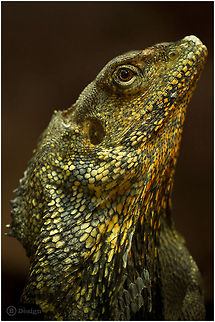 Dandy &laquo;Chlamydosaurus kingii&raquo; | Frilled Lizard | Cologne Zoo, Germany  
Exifs:   
Camera: Canon EOS 5D Mark III
   Lens: Sigma 150 mm   
1/100 Sek   
f/3.2
   ISO 1600 Chlamydosaurus kingii,Frill-necked lizard,Frilled Lizard,Geotagged,Germany,Lizard,Reptiles