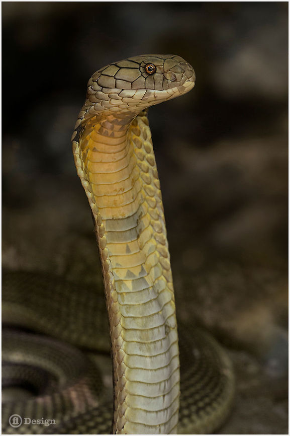 Her Majesty &laquo;Ophiophagus hannah&raquo; | King Cobra | Thailand<br />
   Exifs:  <br />
Camera: Canon EOS 5D Mark III  <br />
Lens: Sigma 150 mm  <br />
1/250 Sek<br />
  f/5.6<br />
  ISO 1600 Geotagged,King cobra,Ophiophagus hannah,Reptiles,Snakes,Thailand