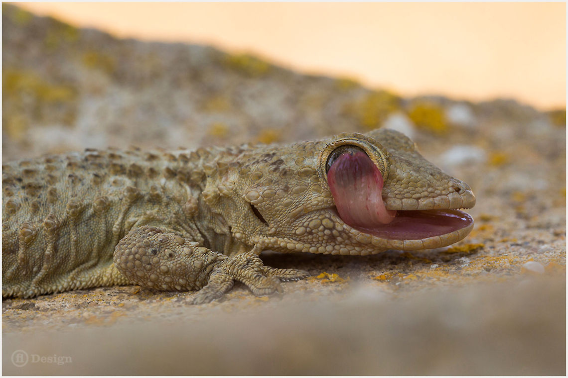 A clear view &laquo;Tarentola mauritanica&raquo; | Moorish Gecko | Portugal Algarve   <br />
<br />
Exifs:    <br />
Camera: Canon EOS 5D Mark III    <br />
Lens: Sigma 150 mm + EX II = 300 mm    <br />
1/250 Sek    <br />
f/11<br />
    ISO 800 Geotagged,Lizards,Portugal,Reptiles,Tarentola mauritanica