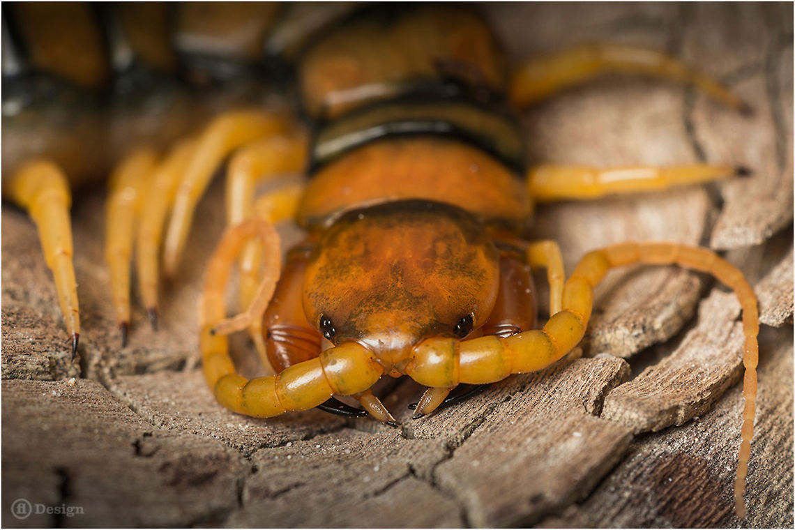 Face to Face &laquo;Scolopendra oraniensis&raquo; | European giant centipede | Portugal, Algarve<br />
<br />
  Exifs: <br />
Camera: Canon EOS 5D Mark III<br />
 Lens: Sigma 150 mm + EX II = 300 mm <br />
1/100 Sek <br />
f/8.0<br />
 ISO 100 Algarve,Centipede,European giant centipede,Geotagged,Portugal,Scolopender,Scolopendra oraniensis