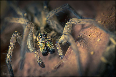 I See You! «Lycosa tarantula» | Tarantula (Wolf Spider) | Portugal, Algarve

    Exifs:  
Camera: Canon EOS 5D Mark III
  Lens: Sigma 150 mm + EX II = 300 mm  
1/80 Sek
  f/8.0
  ISO 100 Algarve,Geotagged,Lycosa tarantula,Portugal,Spider,Tarantula,Wolf Spider