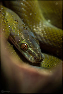 Olive House Snake