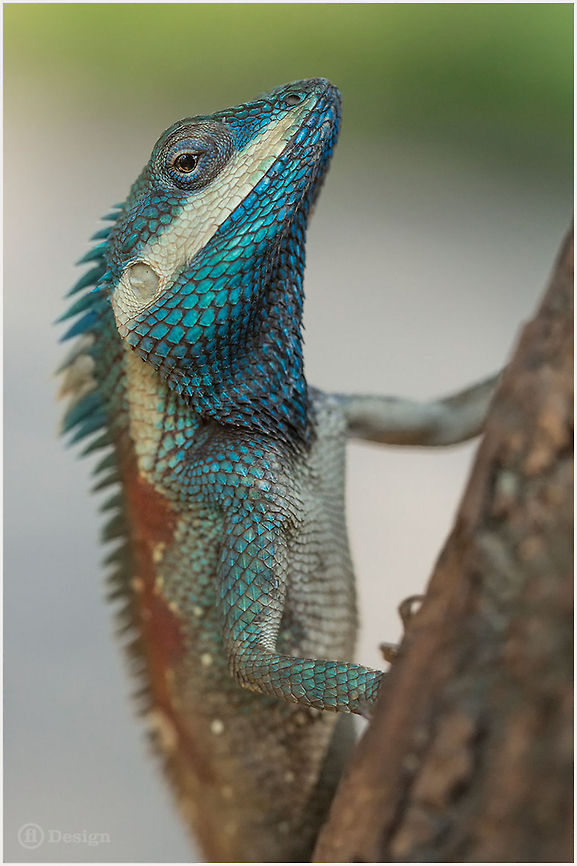 BlueBeauty &laquo;Calotes mystaceus&raquo; (Male) | Blue Forest Lizard | Thailand, Erawan NP<br />
<br />
Exifs:<br />
Camera: Canon EOS 5D Mark III<br />
  Lens: Sigma 150 mm<br />
1/500 Sek<br />
  f/8.0<br />
  ISO 400 Blue,Calotes,Calotes mystaceus,Erawan,Geotagged,Indo-Chinese Forest Lizard,Lizards,Reptiles,Thailand