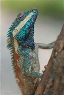 BlueBeauty «Calotes mystaceus» (Male) | Blue Forest Lizard | Thailand, Erawan NP
Exifs:
Camera: Canon EOS 5D Mark III
Lens: Sigma 150 mm
1/500 Sek
f/8.0
ISO 400 Blue,Calotes,Calotes mystaceus,Erawan,Geotagged,Indo-Chinese Forest Lizard,Lizards,Reptiles,Thailand