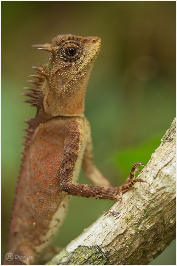 Masked Spiny Lizard &laquo;Acanthosaura crucigera&raquo; | Masked Spiny Lizard | Khao Sok Rain Forest, Thailand<br />
<br />
Exifs:  <br />
Camera: Canon EOS 5D Mark III<br />
  Lens: Sigma 150 mm<br />
1/100 Sek  <br />
f5,6<br />
  ISO 1600 Acanthosaura crucigera,Agama,Geotagged,Khao Sok Rain Forest,Lizard,Reptiles,Thailand