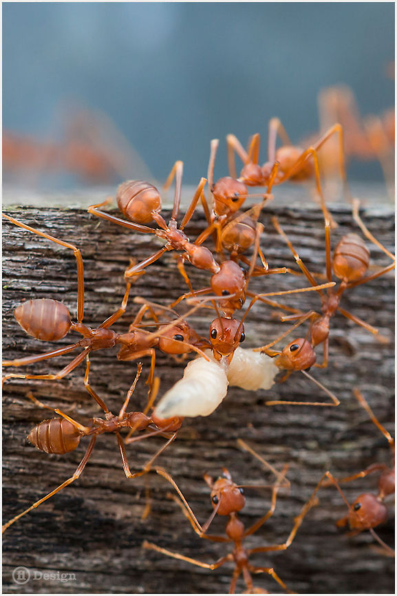 Army of Darkness &laquo;Oecophylla smaragdina&raquo; | Weaver Ant | Khao Yai NP, Thailand  <br />
<br />
Exifs: <br />
Camera: Canon EOS 5D Mark III<br />
 Lens: Sigma 150 mm <br />
1/800 Sek <br />
f/8,0<br />
 ISO 1600 Ants,Geotagged,Insects,Khao Yai,Oecophylla smaragdina,Rain Forest,Thailand,Weaver Ants