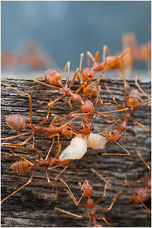 Army of Darkness «Oecophylla smaragdina» | Weaver Ant | Khao Yai NP, Thailand  

Exifs: 
Camera: Canon EOS 5D Mark III
 Lens: Sigma 150 mm 
1/800 Sek 
f/8,0
 ISO 1600 Ants,Geotagged,Insects,Khao Yai,Oecophylla smaragdina,Rain Forest,Thailand,Weaver Ants