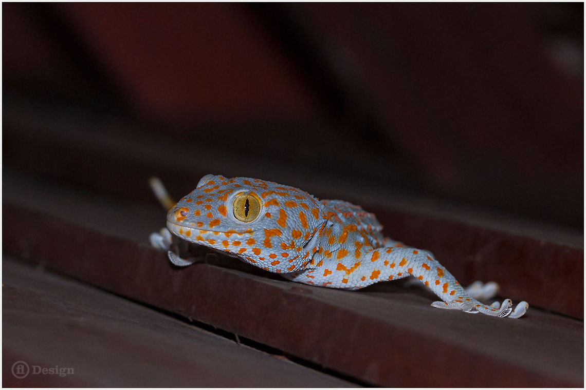 Night wanderer &laquo;Gekko gecko&raquo; (Female) | Tokay Gecko | Tokeh, Tokee | Southern Thailand<br />
<br />
Exifs: <br />
Camera: <br />
Canon EOS 5D Mark III<br />
 Lens: Sigma 150 mm<br />
Flash -1/3<br />
 1/200 Sek<br />
 f/11,0<br />
 ISO 200 Gekko gecko,Geotagged,Lizards,Rain Forest,Thailand,Thailnd,Tokay gecko