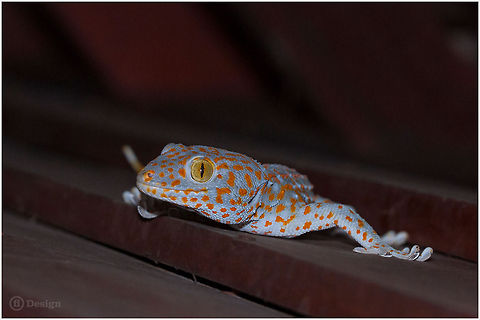 Night wanderer &laquo;Gekko gecko&raquo; (Female) | Tokay Gecko | Tokeh, Tokee | Southern Thailand

Exifs: 
Camera: 
Canon EOS 5D Mark III
 Lens: Sigma 150 mm
Flash -1/3
 1/200 Sek
 f/11,0
 ISO 200 Gekko gecko,Geotagged,Lizards,Rain Forest,Thailand,Thailnd,Tokay gecko