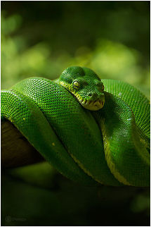 Jamomong Morelia viridis | Green Tree Python

Exifs:   
Camera: Canon EOS 5D Mark III   
Lens: Sigma 150 mm
1/200 Sek   
f/8.0
   ISO 200 Green tree python,Morelia viridis,Reptiles,Snakes,green