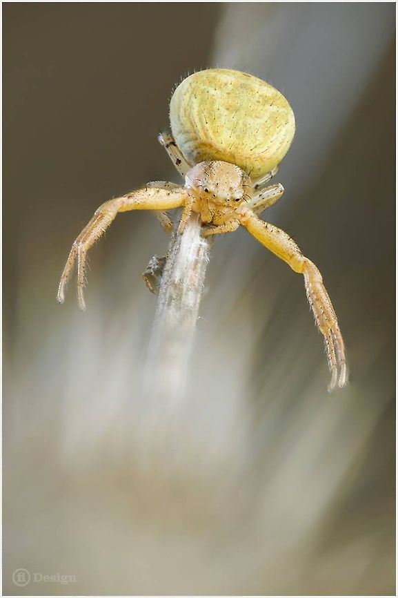 I'm waiting for YOU! &laquo;Misumena vatia&raquo; female<br />
Goldenrod Crab Spider | Germany     <br />
Exifs:   <br />
Camera: Canon EOS 5D Mark III   <br />
Lens: Sigma 150 mm + EX II = 300 mm<br />
   1/250 Sek   <br />
f/5,6<br />
   ISO 100 <br />
Stack of 3 Images Geotagged,Germany,Goldenrod crab spider,Macro,Misumena Vatia,Misumena vatia,Pose,Spiders,Stack