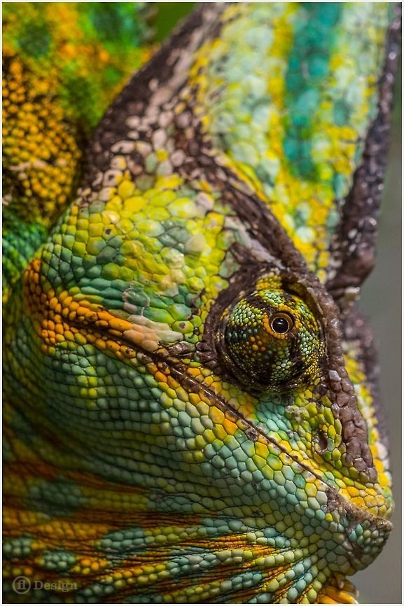 What a man! &laquo;Chamaeleo calyptratus&raquo; male | Veiled Chameleon<br />
<br />
Exifs:   <br />
Camera: Canon EOS 5D Mark III<br />
   Lens: Sigma 150 mm   <br />
1/80 Sek   <br />
f/8.0<br />
   ISO 1200 Chamaeleo calyptratus,Reptiles,Veiled chameleon,colorful