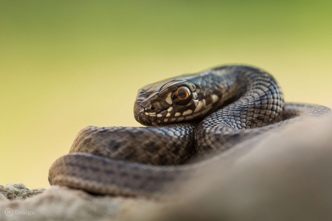 The European Queen &laquo;Malpolon monspessulanus&raquo; | Montpellier snake<br />
Sintra | Portugal    <br />
<br />
Exifs:   <br />
Camera: <br />
Canon EOS 5D Mark III<br />
   Lens: Sigma 150 mm   <br />
1/250 Sek   <br />
f/10<br />
   ISO 800 Geotagged,Malpolon monspessulanus,Montpellier snake,Portugal