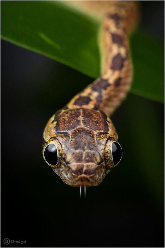 Cute vampire &laquo;Boiga ceylonensis&raquo; | Ceylon cat snake<br />
<br />
Camera: <br />
Canon EOS 5D Mark III<br />
   Lens: Canon MP-E 65<br />
1/1000 Sek   <br />
f/11<br />
   ISO 100<br />
Flash + Diffusor Boiga,Boiga ceylonensis,Reptiles,Snakes,Sri Lanka cat snake