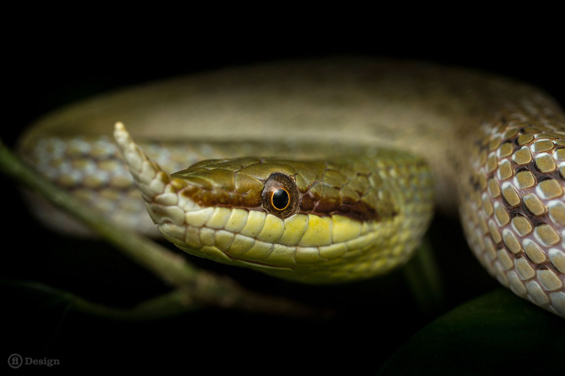Pinocchio &laquo;Rhynchophis boulengeri&raquo;<br />
Long-nosed Rat Snake | Rhinoceros ratsnake<br />
<br />
Exifs:  <br />
Camera: Canon EOS 5D Mark III<br />
  Lens: Sigma 150 mm<br />
1/125 Sek<br />
  f/8.0<br />
  ISO 200 Colubridae,Rhynchophis boulengeri,Snakes,reptiles,vietnam