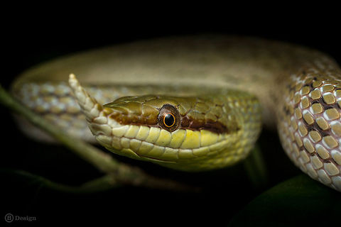 Rhinoceros ratsnake