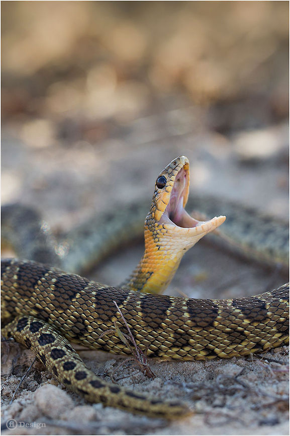 Don't touch me! &laquo;Hemorrhois hippocrepis&raquo; [Coluber hippocrepis] | Horseshoe whip snake<br />
Portugal, Algarve<br />
<br />
    Exifs:  <br />
Camera: Canon EOS 5D Mark III<br />
  Lens: Sigma 150 mm<br />
1/100 Sek<br />
  f/8.0<br />
  ISO 400 Geotagged,Portugal