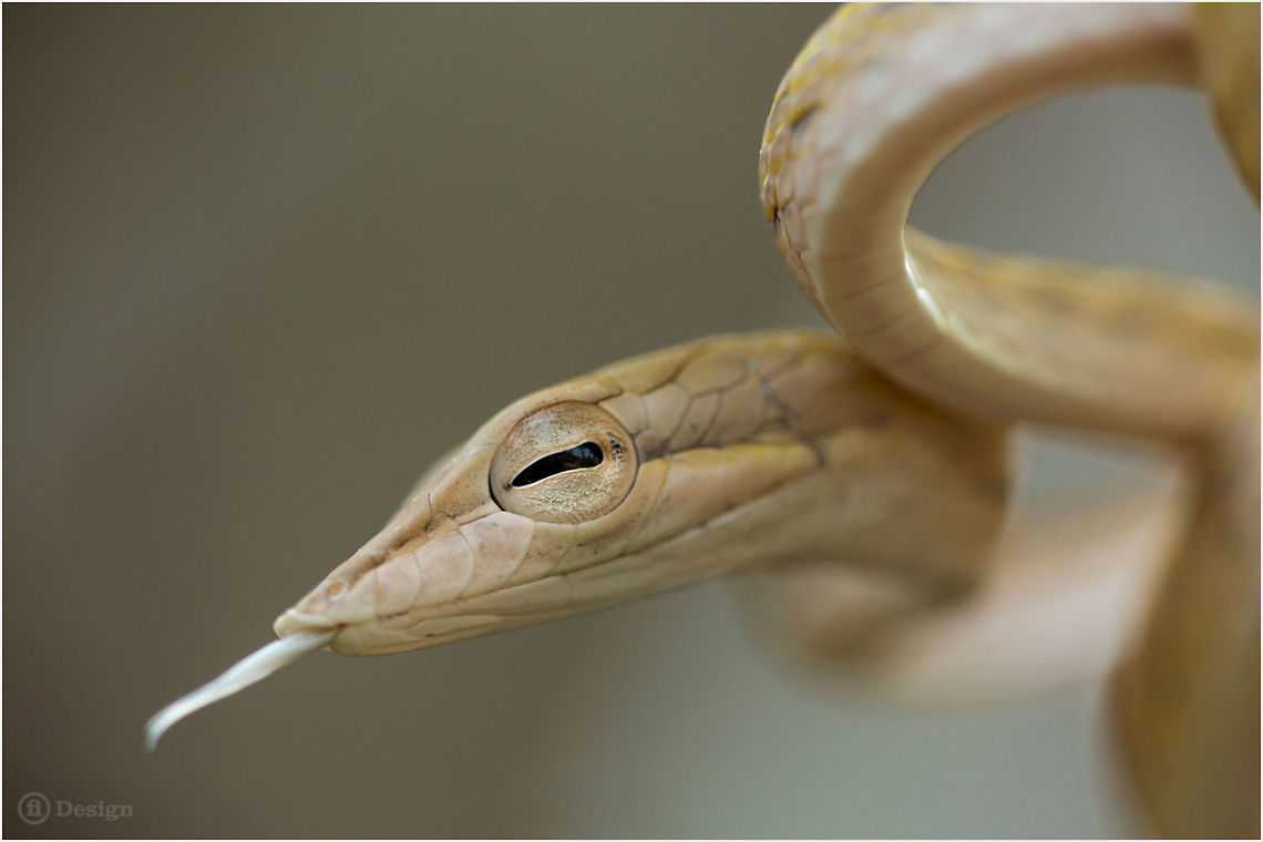 ALIEN &laquo;Ahaetulla prasina&raquo; | Oriental Whip Snake<br />
Phanom Bencha | Thailand<br />
<br />
Exifs:<br />
Camera: Canon EOS 5D Mark III <br />
Lens: Sigma 150 mm + EX II = 300 mm<br />
1/200 Sek<br />
f/6.3<br />
ISO 800 Geotagged,Krabi,Macro,Oriental whipsnake,Rainforest,Snakes,Thailand,reptiles,thailand