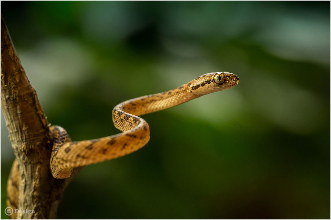 Those eyes! &laquo;Boiga ceylonensis&raquo; | Ceylon cat snake<br />
Sinharaja Rain Forest, Sri Lanka<br />
<br />
A mildly venomous Cat snake wiht very large eyes. Some individuals are very curious, others very aggressive. All have a nice pattern, are arboreal and feed on lizards, small mammals and small birds.<br />
<br />
Exifs:<br />
Camera: Canon EOS 5D Mark III<br />
Lens: Sigma 150 mm + EX II = 300 mm<br />
1/500 Sek<br />
f/9<br />
ISO 200 Boiga ceylonensis,Geotagged,Indian Ghats,Reptiles,Snakes,Sri Lanka,Sri Lanka cat snake,mildly venomous