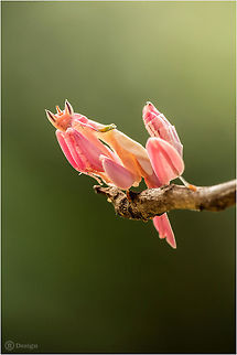 Pink Magic Mantis &laquo;Hymenopus coronatus&raquo; | Malaysian Orchid Mantis
Phanom Bencha, Thailand

The Malaysian Orchid Mantis, lives on top of the Orchid Blossoms in the rainforests of Indonesia to Malaysia. Their camouflage is so perectly adapted to their surroundings that it is almost impossible to say were the plant ends and the insect starts.

Exifs:
Camera: Canon EOS 5D Mark III
Lens: Sigma 150 mm + EX II = 300 mm
1/250 Sek
f/8
ISO 400 Geotagged,Hymenopus coronatus,Insects,Malaysian Orchid Mantis,Mantis,Orchid,Pink,Thailand