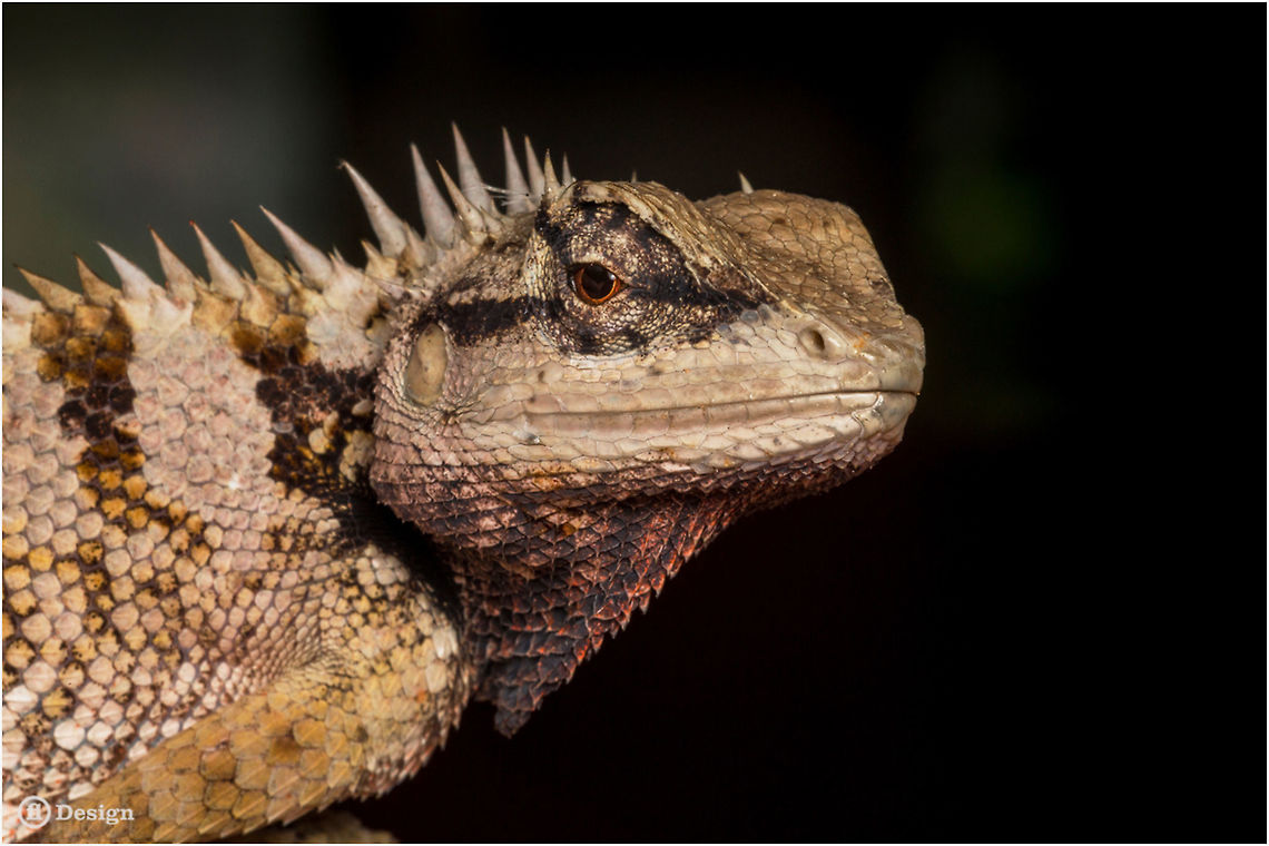 She's a Lady! &laquo;Calotes emma&raquo; Female<br />
Forest Crested/Emma Grays Lizard<br />
Phanom Bencha, Thailand<br />
<br />
I like these guys! Shy and curious at the same time. Everyone is different. All are beautiful! This lady was sitting next to me in the morning at a time.<br />
<br />
Exifs:<br />
Camera: Canon EOS 5D Mark III<br />
Lens: Sigma 150 mm<br />
1/250 Sek<br />
f/11<br />
ISO 400 Agamidae,Calotes,Calotes emma,Emma Gray's forest lizard,Geotagged,Lizards,Reptiles,Thailand,thailand