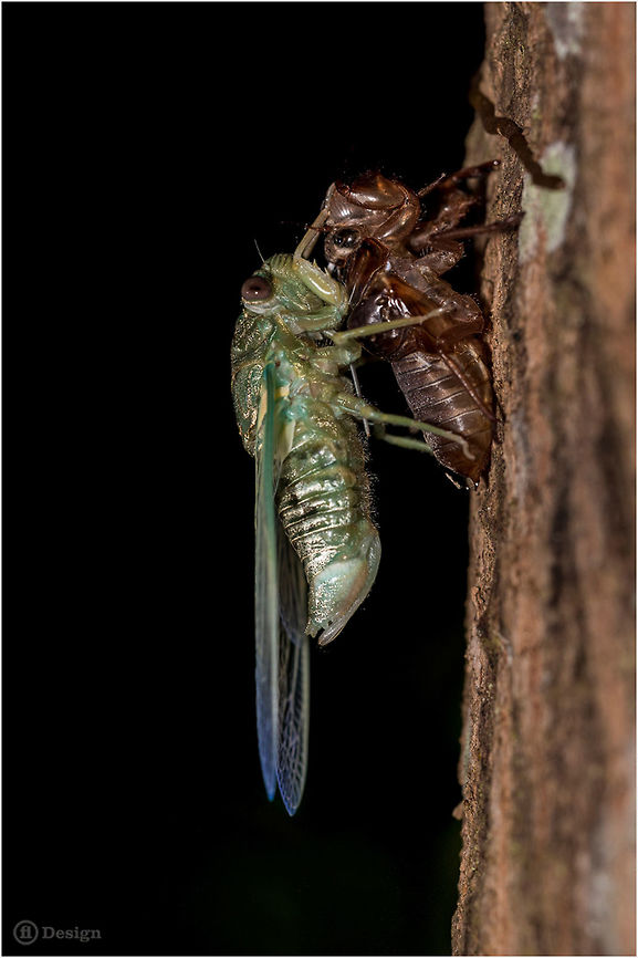 A new life begins &laquo;Platylomia sp.&raquo; | Singing Cicada<br />
Phanom Bencha, Thailand<br />
<br />
Thailand is a Land of cicadas - whether you&rsquo;re on the edge of a rice-field, up in the mountains or in the middle of a busy city street, you&rsquo;re never far away from the sound of cicadas. Cicadas produce their din by rapidly vibrating a drum-like membrane located on each side of the body. Only the males make this noise. Sometimes its terrible, but I love them.<br />
<br />
Exifs:<br />
Camera: Canon EOS 5D Mark III<br />
Lens: Sigma 150 mm<br />
1/100 Sek<br />
f/13<br />
ISO 200<br />
Flash + Diffusor Cicada,Geotagged,Platylomia,Thailand,insects,night,singing cicada,thailand