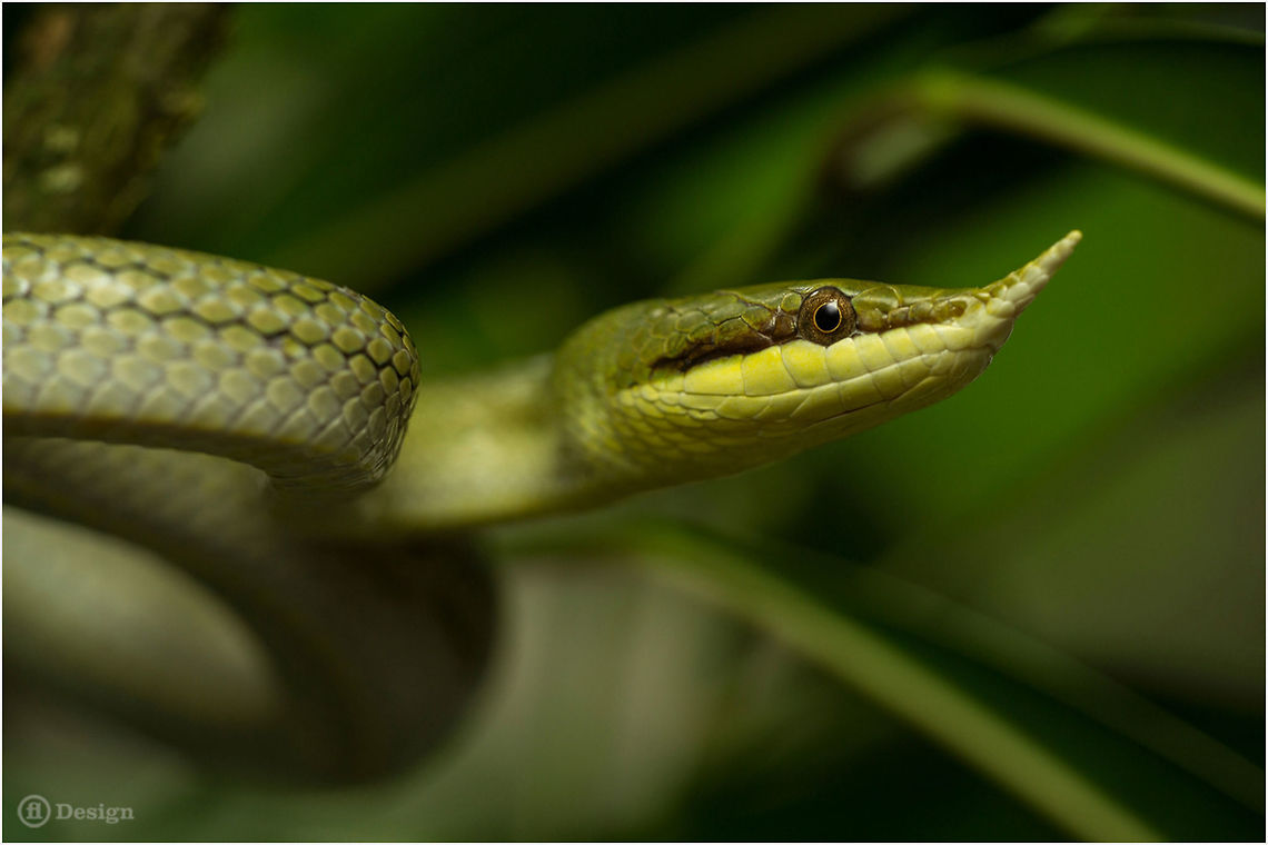 Unicorn This is a not venomous snake.<br />
They impress with their flexible snout extension. Color is a blazing green when they are adult whit blue or white spots between the scales. Hatchlings are grey.<br />
<br />
&laquo;Gonyosoma (Rhynchophis) boulengeri&raquo;<br />
Long-nosed Rat Snake | Rhinoceros ratsnake<br />
<br />
Exifs:<br />
Camera: Canon EOS 5D Mark III<br />
Lens: Sigma 150 mm + EX II = 300 mm<br />
1/250 Sek<br />
f/8<br />
ISO 400<br />
Tripod Geotagged,Gonyosoma boulengeri,Green snake,Rhinoceros ratsnake,Rhynchophis boulengeri,Vietnam,asian coloubrids