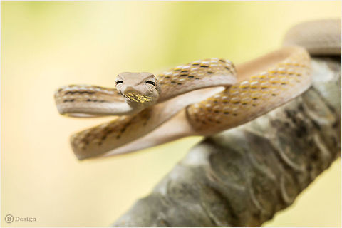Hypnosis «Ahaetulla prasina» | Oriental Whip Snake
Phanom Bencha | Thailand

Exifs:
Camera: Canon EOS 5D Mark III 
Lens: Sigma 150 mm + EX II = 300 mm
1/150 Sek
f/9
ISO 800 Ahaetulla prasina,Eyes,Geotagged,Oriental whipsnake,Reptiles,Snakes,Thailand