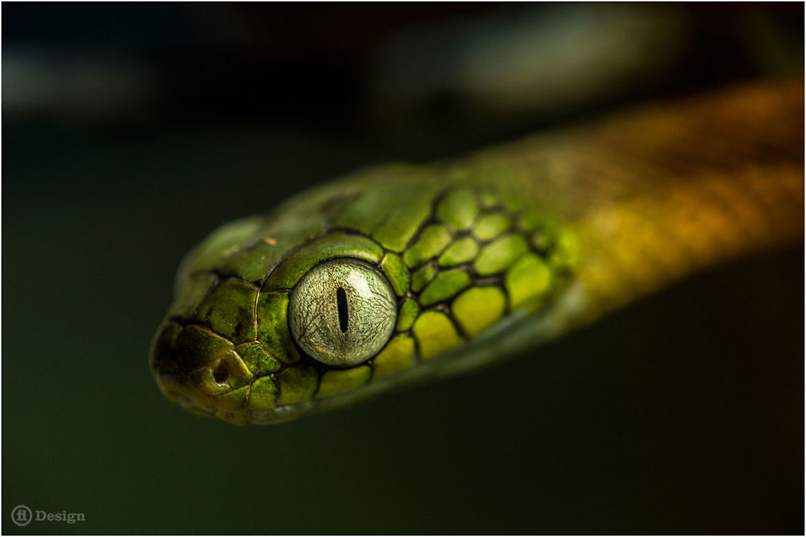 Night watch &laquo;Boiga cyanea&raquo; | Green Cat Snake (juvenile)<br />
Thailand<br />
<br />
A mildly venomous Cat snake with amazing large and lovely eyes. <br />
Some individuals are very curious, the most are very aggressive. All are arboreal and feed on lizards, snakes, eggs, small mammals and small birds.<br />
<br />
Exifs:<br />
Camera: Canon EOS 5D Mark III<br />
Lens: Sigma 150 mm + EX II = 300 mm<br />
1/150 Sek<br />
f/8<br />
ISO 400 Boiga,Boiga cyanea,Cat Snake,Geotagged,Reptiles,Snakes,Thailand,green cat snake,southeast Asia