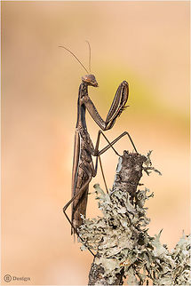 From another planet! «Mantis religiosa» | Praying or European Mantis (male)
Portugal | Algarve

My absolute favorite insects in Europe!

Exifs:
Camera: Canon EOS 5D Mark III
Lens: Sigma 150 mm
1/250 Sek
f/10
ISO 400 European Mantis,Geotagged,Insects,Macro,Mantis,Mantis religiosa,Portugal,praying mantis