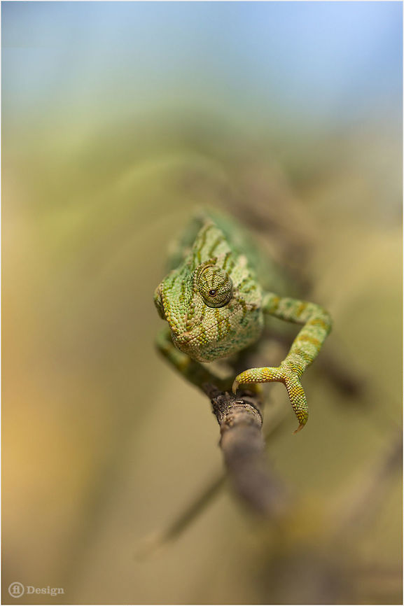 Attack... :) &laquo;Chamaeleo chamaeleon&raquo; | Mediterranean Chameleon | Portugal Algarve <br />
 Exifs:   <br />
Camera: Canon EOS 5D Mark III<br />
   Lens: Sigma 150 mm   <br />
1/1000 Sek<br />
   f/2.8<br />
   ISO 400 Algarve,Chamaeleo chamaeleon,Chamaeleonidae,Common Chameleon,Geotagged,Portugal,Reptiles,common Chameleon