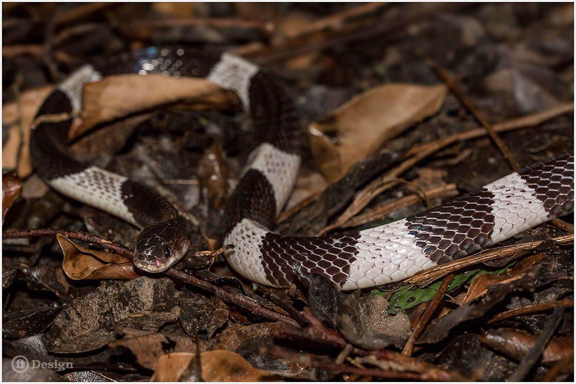 Bungarus candidus The Malayan Blue Krait or Malayan Krait. Highly toxic and potentially deadly venom!<br />
About 50% of all bites from this krait results in human death &ndash; even with the administration of anti-venin.<br />
To all Herpers &ndash; please be careful!!!<br />
<br />
Exifs:<br />
 Camera: Canon EOS 5D Mark III<br />
Lens: Sigma 150 mm <br />
1/1000 Sek<br />
f/8.0<br />
ISO 200<br />
Flash Bungarus,Bungarus candidus,Geotagged,Krait,Reptiles,Snakes,Thailand,Venomous