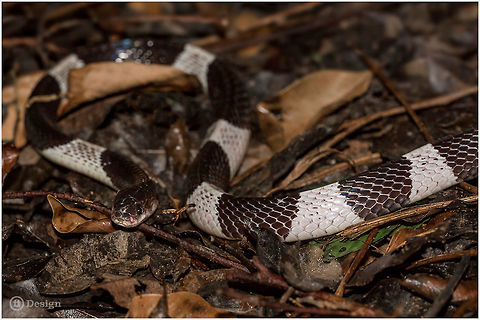 Malayan krait