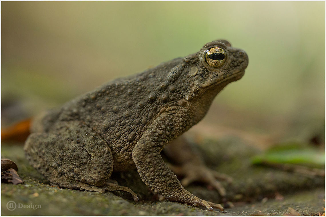 Phrynoidis aspera Giant asian or river toad (adult)<br />
Phanom Bencha | Thailand <br />
<br />
 Exifs: <br />
Camera: Canon EOS 5D Mark III<br />
Lens: Sigma 150 mm + EX II = 300 mm<br />
 1/250 Sek<br />
f/4.0<br />
ISO 400<br />
 Amphibians,Geotagged,Phrynoidis,Phrynoidis asper,Thailand,river toad,thailand,toad