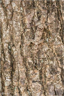 Draco maculatus Spotted Flying Dragon
Krabi | Thailand 

 Exifs: 
Camera: Canon EOS 5D Mark III
Lens: Sigma 150 mm
 1/500 Sek
f/8.0
ISO 800 Draco maculatus,Flying Lizard,Geotagged,Lizard,Thailand,draco,draco maculatus,reptiles,thailand