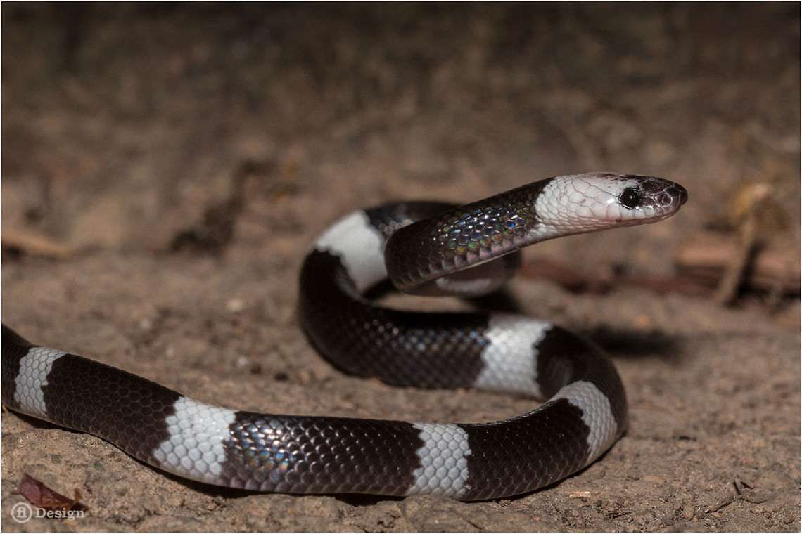 Lycodon subcinctus Banded Wolf Snake<br />
Phanom Bencha | Thailand <br />
<br />
 Exifs: <br />
Camera: Canon EOS 5D Mark III<br />
Lens: Sigma 150 mm <br />
1/1000 Sek<br />
f/8.0<br />
ISO 200<br />
Flash Geotagged,Lycodon,Lycodon subcinctus,Malayan Banded Wolf Snake,Thailand,reptiles,snakes,thailand,wolf snake