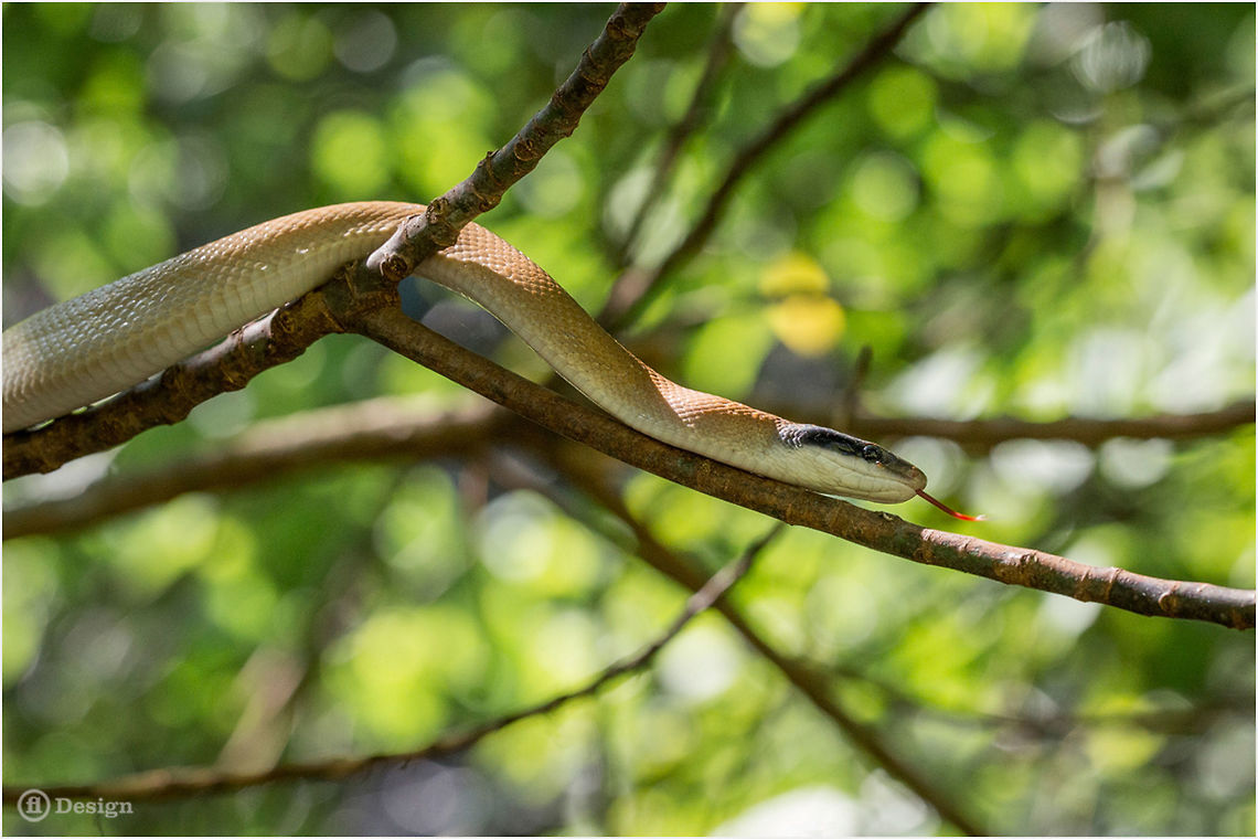 Orthriophis taeniurus ridleyi Cave Racer<br />
Phanom Bencha | Thailand <br />
<br />
 Exifs:<br />
 Camera: Canon EOS 5D Mark III<br />
Lens: Sigma 150 mm<br />
 1/500 Sek<br />
f/4.0<br />
ISO 1600 Cave-dwelling Rat Snake,Geotagged,Orthriophis taeniurus,Orthriophis taeniurus ridleyi,Thailand,beauty rat snake,cave racer,rat snake,reptiles,snakes,thailand