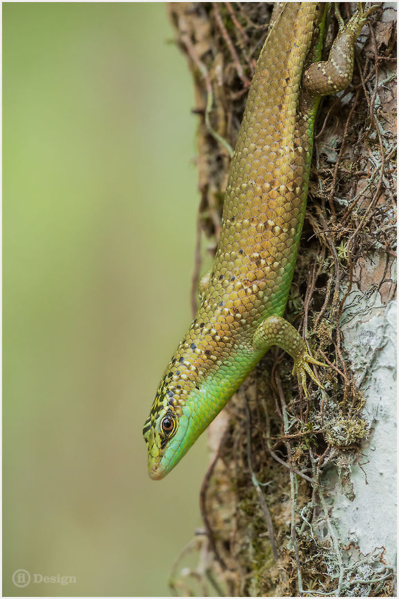 Dasia olivacea Emerald tree skink<br />
Khao Sok | Thailand <br />
<br />
 Exifs: <br />
Camera: Canon EOS 5D Mark III<br />
Lens: Sigma 150 mm + EX II = 300 mm <br />
1/500 Sek<br />
f/8.0<br />
ISO 1600 Dasia olivacea,Geotagged,Khao Sok Rain Forest,Thailand,lizards,reptiles,thailand