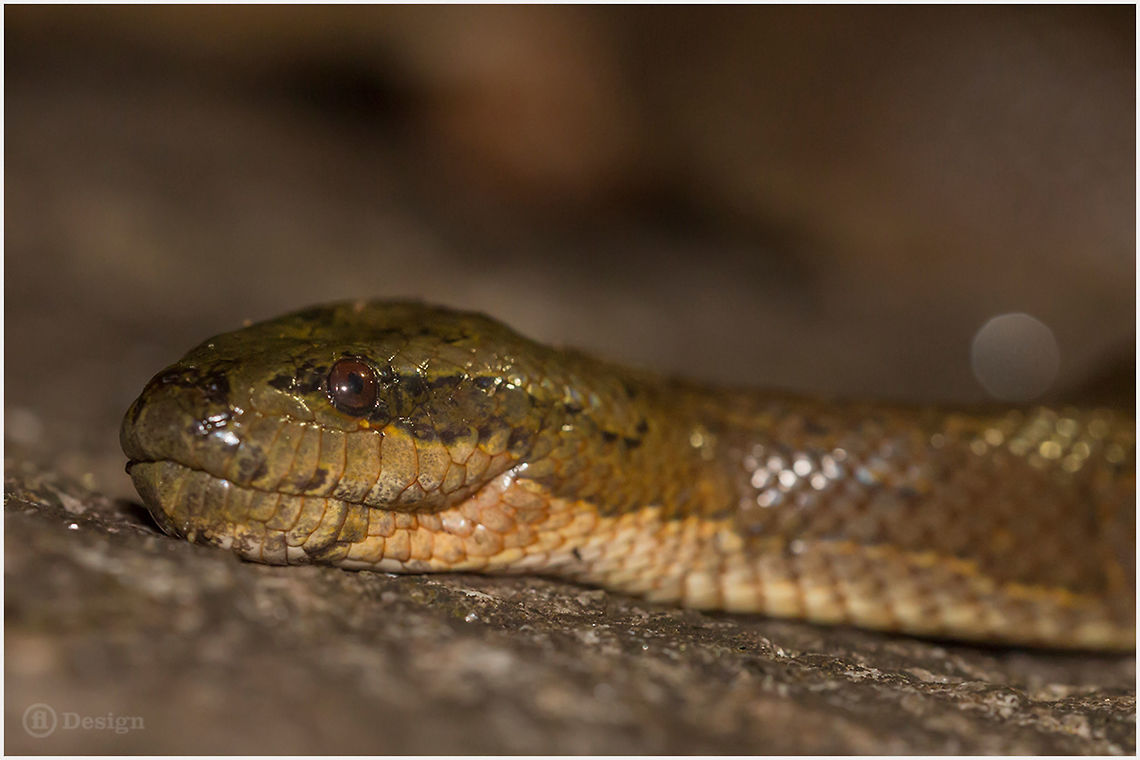 Homalopsis buccata Puff-faced Water Snake or Masked Water Snake<br />
Phanom Bencha | Thailand <br />
<br />
 Exifs: <br />
Camera: Canon EOS 5D Mark III<br />
Lens: Sigma 150 mm <br />
1/1000 Sek<br />
f/8.0<br />
ISO 200<br />
Flash Geotagged,Homalopsis buccata,Puff-faced Water Snake,Thailand,Water snake,homalopsis,rear fanged,reptiles,snakes,thailand,venomous
