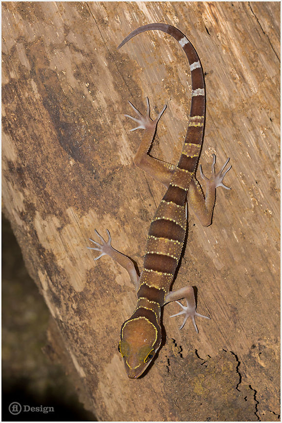 Cyrtodactylus pulchellus Malayan Forest Gecko, juvenile<br />
Phanom Bencha | Thailand <br />
<br />
 Exifs: <br />
Camera: Canon EOS 5D Mark III<br />
Lens: Sigma 150 mm <br />
1/1000 Sek<br />
f/8.0<br />
ISO 200<br />
Flash Cyrtodactylus pulchellus,Geotagged,Malayan forest gecko,Thailand,cyrtodactylus,gecko,lizard,reptiles,thailand