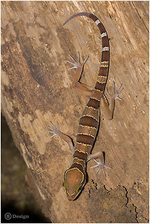 Cyrtodactylus pulchellus Malayan Forest Gecko, juvenile
Phanom Bencha | Thailand 

 Exifs: 
Camera: Canon EOS 5D Mark III
Lens: Sigma 150 mm 
1/1000 Sek
f/8.0
ISO 200
Flash Cyrtodactylus pulchellus,Geotagged,Malayan forest gecko,Thailand,cyrtodactylus,gecko,lizard,reptiles,thailand