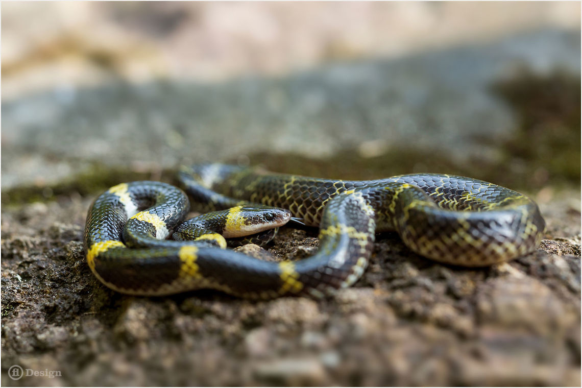 Lycodon laoensis Laotian Wolf Snake<br />
Phanom Bencha | Thailand <br />
<br />
 Exifs: <br />
Camera: Canon EOS 5D Mark III<br />
Lens: Sigma 150 mm<br />
 1/250 Sek<br />
f/8.0<br />
ISO 800 Geotagged,Lycodon laoensis,Thailand,laotian wolf snake,reptiles,snakes,thailand