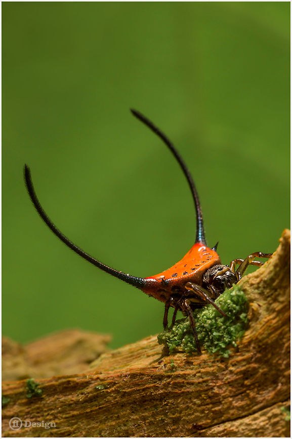 Gasteracantha arcuata Curved spiny spider<br />
Khao Sok | Thailand <br />
<br />
 Exifs: <br />
Camera: Canon EOS 5D Mark III<br />
Lens: Sigma 150 mm + EX II = 300 mm <br />
1/500 Sek<br />
f/10.0<br />
ISO 1600 Gasteracantha arcuata,Geotagged,Thailand,curved spiny spider,gastheracantha arcuata,khao sok,spider,thailand