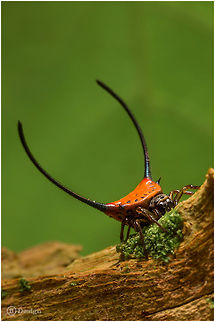 Gasteracantha arcuata Curved spiny spider
Khao Sok | Thailand 

 Exifs: 
Camera: Canon EOS 5D Mark III
Lens: Sigma 150 mm + EX II = 300 mm 
1/500 Sek
f/10.0
ISO 1600 Gasteracantha arcuata,Geotagged,Thailand,curved spiny spider,gastheracantha arcuata,khao sok,spider,thailand
