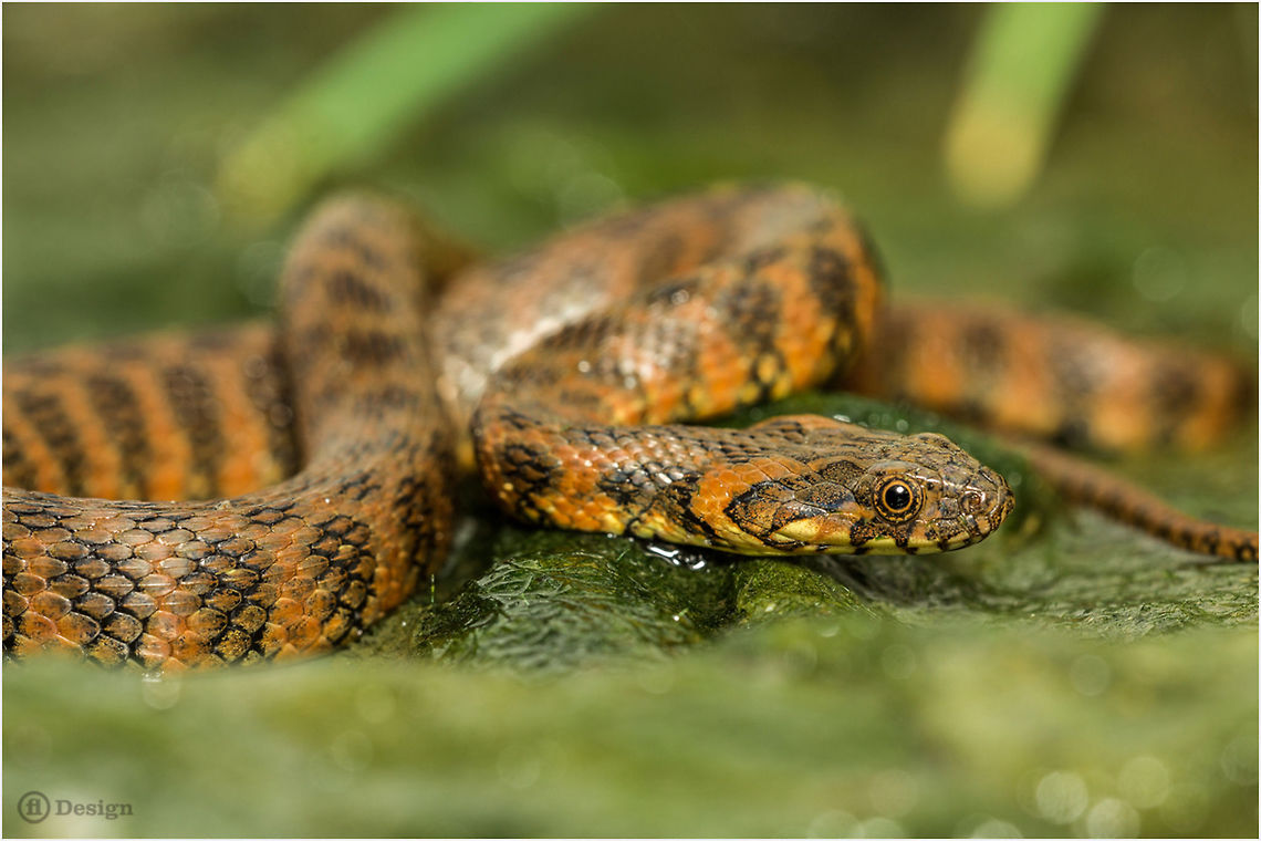Natrix maura Viperine grass snake, juvenile<br />
Algarve |&nbsp;Portugal <br />
<br />
 Exifs: <br />
Camera: Canon EOS 5D Mark III<br />
Lens: Sigma 150 mm<br />
 1/250 Sek<br />
f/5.6<br />
ISO 800 Geotagged,Natrix maura,Portugal,algarve,natrix maura,portugal,reptiles,snakes,water snake