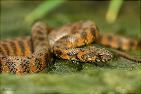 Natrix maura Viperine grass snake, juvenile
Algarve | Portugal 

 Exifs: 
Camera: Canon EOS 5D Mark III
Lens: Sigma 150 mm
 1/250 Sek
f/5.6
ISO 800 Geotagged,Natrix maura,Portugal,algarve,natrix maura,portugal,reptiles,snakes,water snake