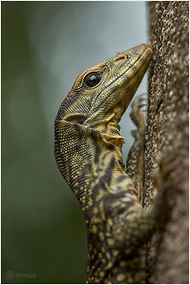 Varanus bengalensis Bengal Monitor, semi adult
Phanom Bencha | Thailand 

 Exifs: 
Camera: Canon EOS 5D Mark III
Lens: Sigma 150 mm + EX II = 300 mm
 1/250 Sek
f/5.6
ISO 1600 Bengal monitor,Bengal monitor (Indian monitor),Geotagged,Thailand,Varanus bengalensis,lizards,monitor,reptiles,thailand