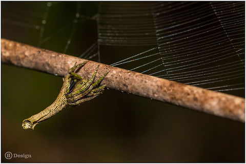 Heurodes porculus Tree Stump Orb Weaver &laquo;Tree Stump&raquo;
Phanom Bencha, Thailand

Exifs: 
Camera: Canon EOS 5D Mark III
Lens: Sigma 150 mm
 1/1000 Sek
f/8.0
ISO 200
Flash Geotagged,Heurodes porculus,Poltys,Thailand,Tree Stump Orb Weaver,orb weaver,phanom bencha,rain forest,spider,thailand,tree stump spider