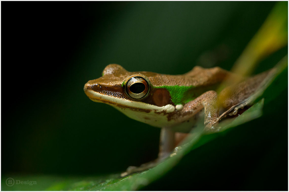 Hylarana labialis White-Lipped Frog<br />
Phanom Bencha | Thailand<br />
<br />
Exifs:<br />
 Camera: Canon EOS 5D Mark III<br />
Lens: Sigma 150 mm <br />
1/250 Sek<br />
f/5.6<br />
ISO 1600 Amphibians,Geotagged,Hylarana labialis,Thailand,White-lipped frog,frog,white-lipped Frog