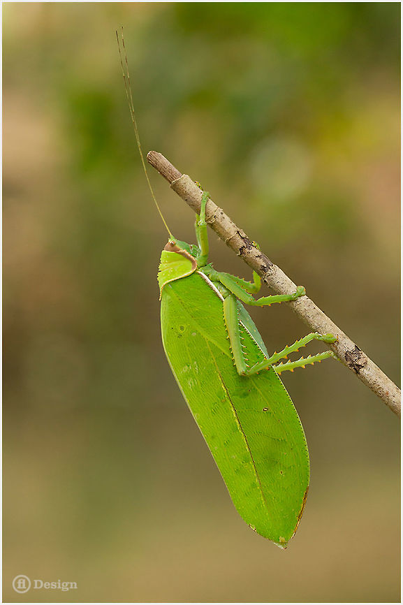 Pseudophyllus titan Giant False Leaf Katydid<br />
Phanom Bencha | Thailand <br />
<br />
 Exifs: <br />
Camera: Canon EOS 5D Mark III<br />
Lens: Sigma 150 mm<br />
 1/250 Sek<br />
f/8.0<br />
ISO 200 Geotagged,Giant False Leaf Katydid,Giant false leaf katydid,Insects,Pseudophyllinae,Pseudophyllus titan,Rain Forest,Thailand